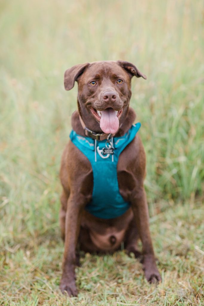 chocolate lab and boxer mix wearing a teal halter in long grassy field 