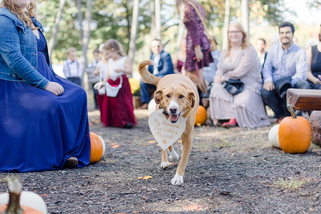 dog coming down aisle during wedding ceremony at Calabogie Peaks wedding photographed by Brittany Navin Photography