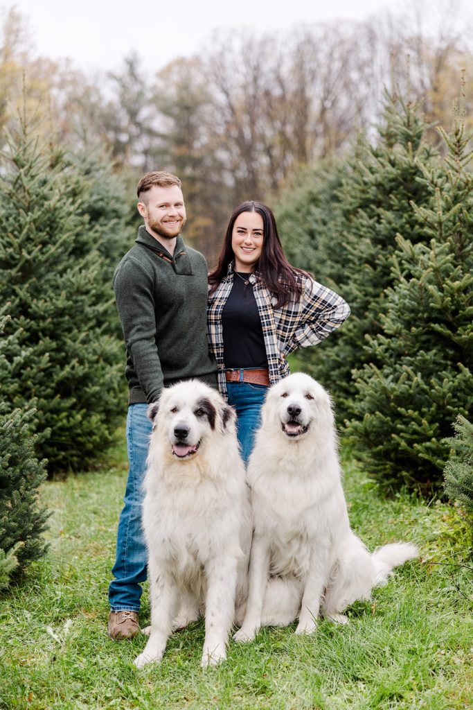 engagement session at cedar hill christmas tree farm in Mississippi Mills photographed by Brittany Navin Photography