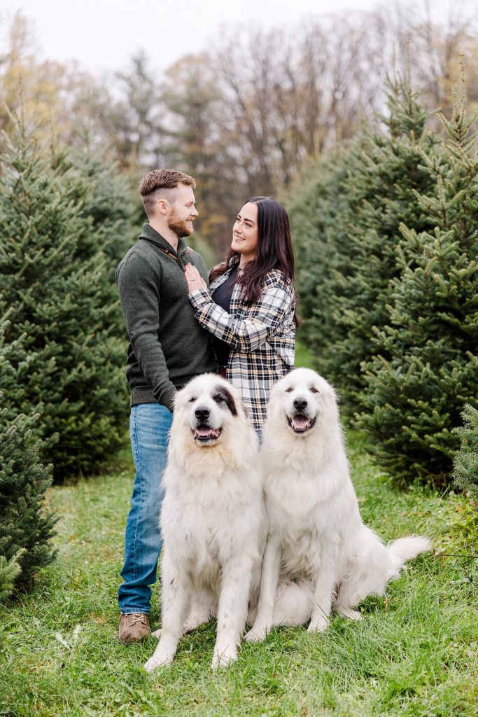 engagement session at cedar hill christmas tree farm in Mississippi Mills photographed by Brittany Navin Photography