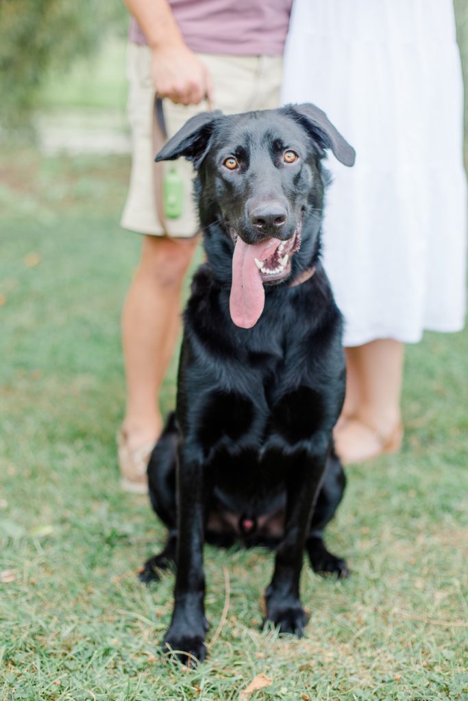 puppy at dominion arboretum engagement session phtoographed by Brittany Navin Photography
