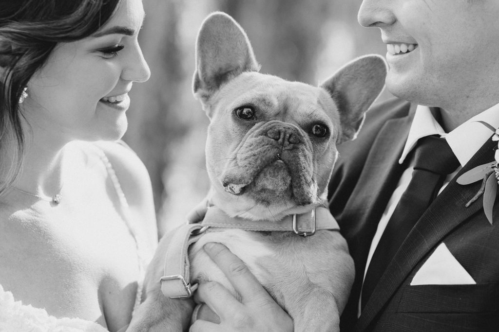 french bulldog puppy in wedding portraits photographed by Britany Navin Photography at Strathmere Wedding