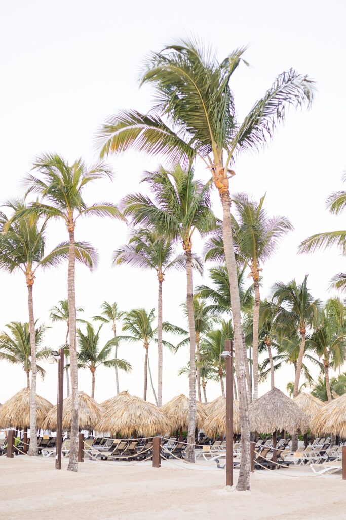 palm trees growing out of the sand at Dreams Dominicus La Romana in Punta Cana, Dominican Republic photographed by Brittany Navin Photography