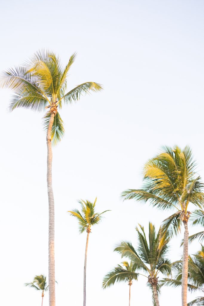 Palm trees in the sky in Punta Cana, Dominican Republic photographed by Brittany Navin Photography